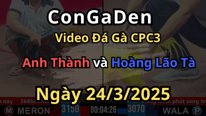 Anh Hoàng Lão Tà lại đem con gà vàng qua Thomo CPC3 ngày 24/3/2025