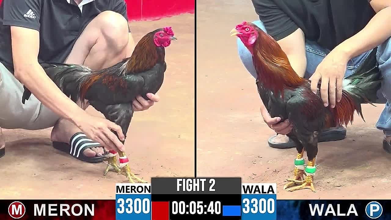 Tổng hợp video đá gà trực tiếp CPC3 ngày 25/4/2025