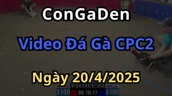 Video trực tiếp Đá Gà CPC2 thomo ngày 20/4/2025
