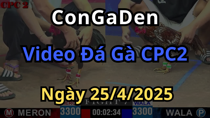 Phát lại Đá Gà Trực Tiếp Thomo CPC2 ngày 25/4/2025