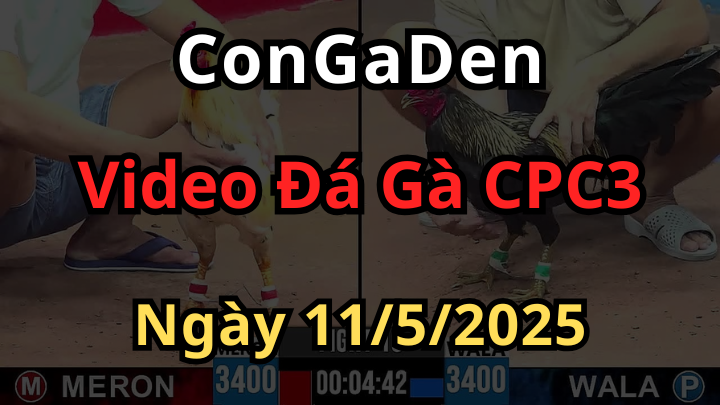 Xem Đá Gà Trực Tiếp CPC3 ngày 11/5/2025