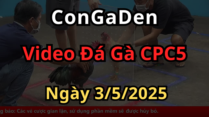 Clip Đá Gà Trực Tiếp CPC5 Có Bình Luận Hôm Nay ngày 3/5/2025