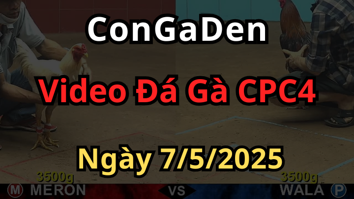 Full Clip Đá Gà CPC4 ngày 7/5/2025