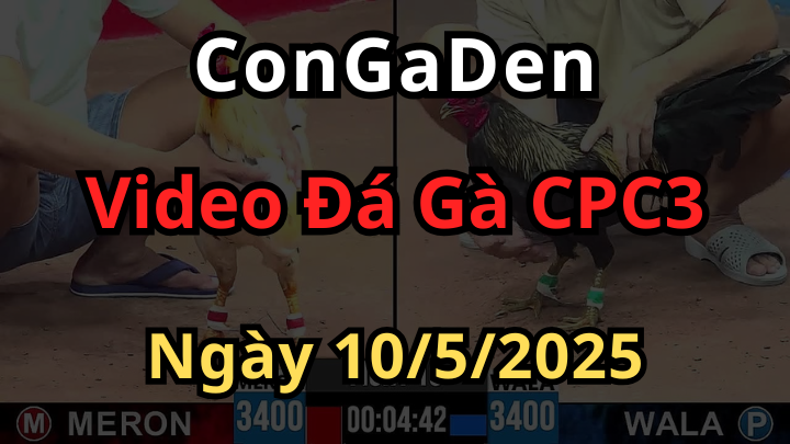 Video Đá Gà Trực Tiếp CPC3 Ngày 10/5/2025